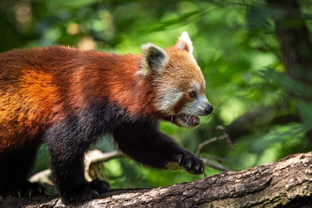 Panda rojo Ailurus fulgens en el árbol Lindo oso panda en el hábitat del bosque