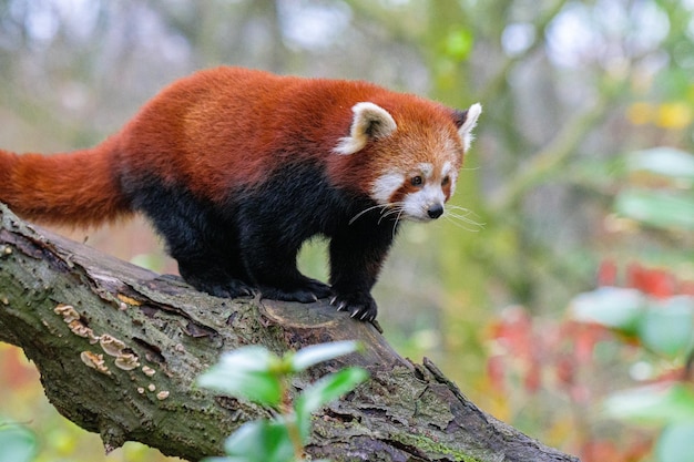 Panda rojo en un árbol en un día soleado Animal panda rojo