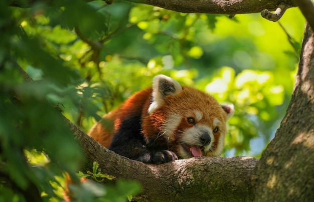 Panda rojo en el árbol