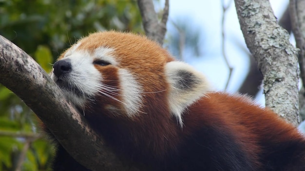 Panda rojo en un árbol