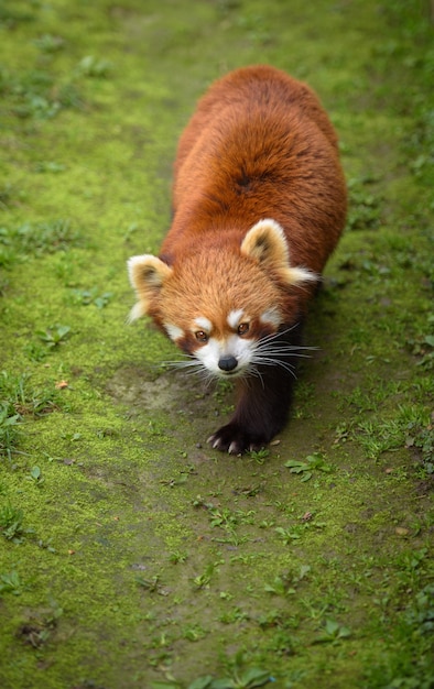 Panda rojo caminando por un sendero cubierto de musgo