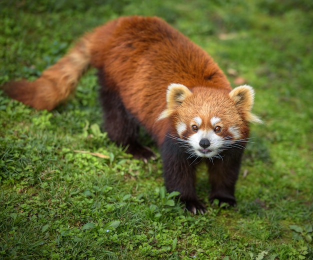 Panda rojo sobre hierba verde