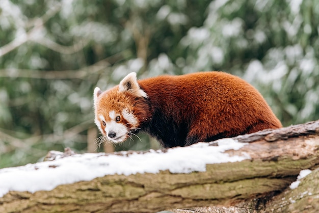 Panda rojo sube a un árbol en invierno con arbustos verdes en el fondo