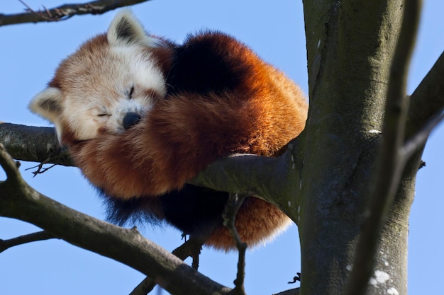 Panda rojo del sur de China