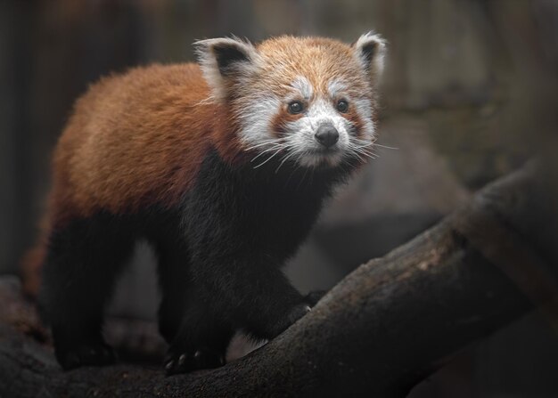 Foto el panda rojo