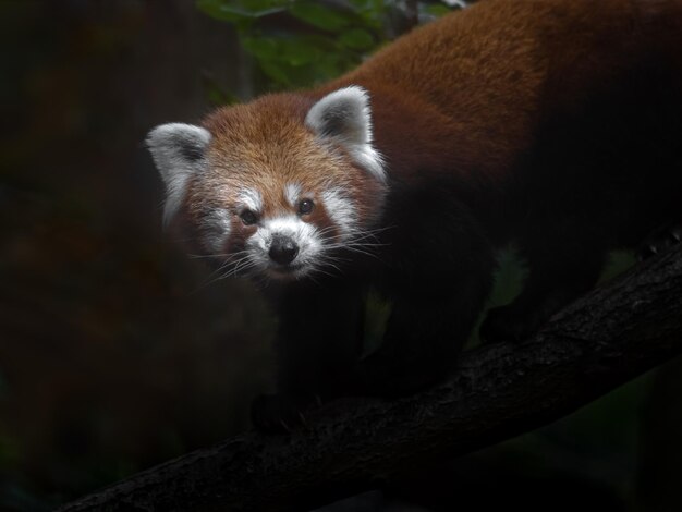 Foto el panda rojo