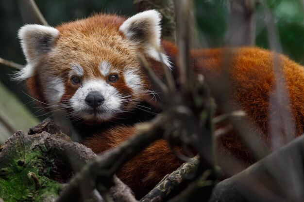 El panda rojo