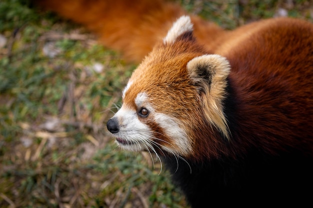 Panda rojo