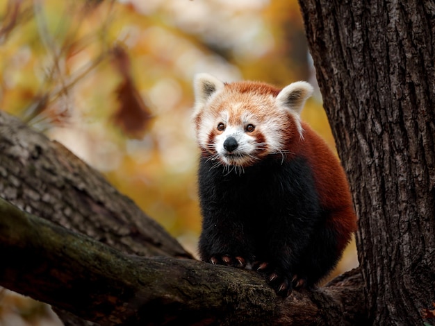 Foto panda rojo