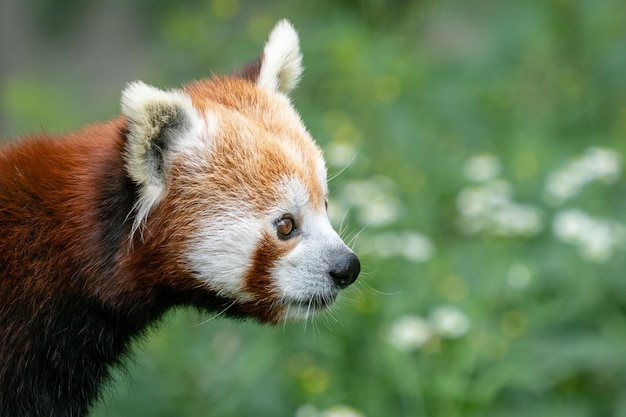Panda vermelha Ailurus fulgens na árvore Urso panda bonito no habitat da floresta