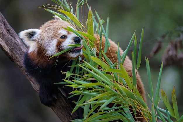 Panda vermelho Ailurus fulgens na árvore O urso panda vermelho bonito come bambu