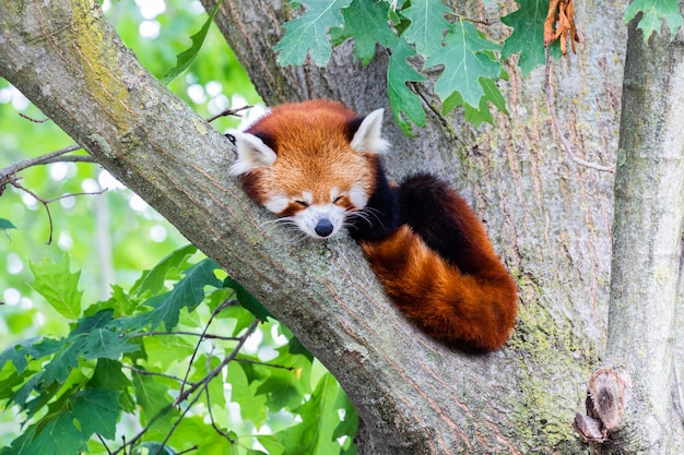 Panda vermelho - Ailurus Fulgens - retrato. Animal bonito descansando preguiçoso em uma árvore, útil para os conceitos de meio ambiente.