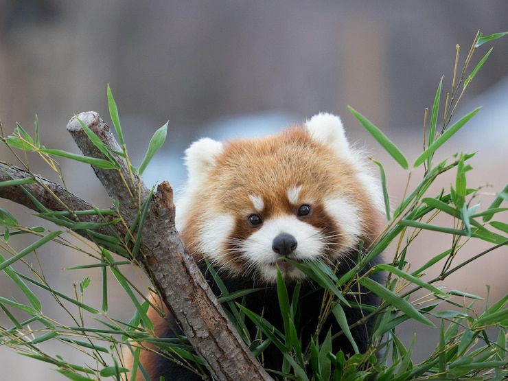 Foto panda vermelho atrás de plantas