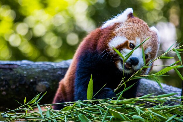 Foto panda vermelho comendo bambu