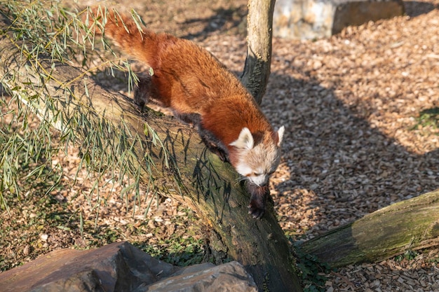 Panda Vermelho descendo dos galhos da árvore