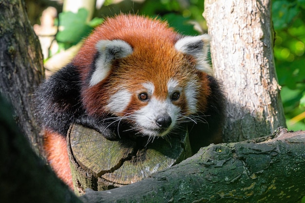 Panda vermelho em uma árvore em um dia ensolarado Animal panda vermelho