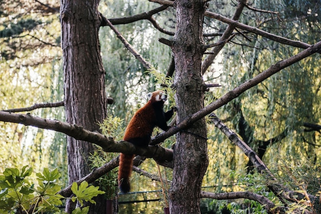 Foto panda vermelho escalando uma árvore no zoológico de edimburgo, na escócia, uma espécie rara e ameaçada de extinção.