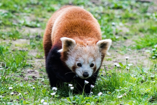 Panda vermelho fechar retrato