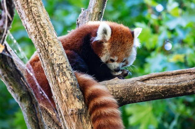Panda vermelho mamíferos e mamíferos mundo terrestre e fauna vida selvagem e zoologia