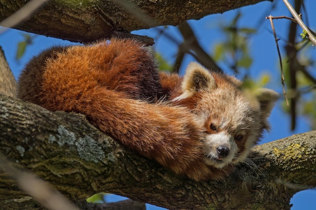 Panda vermelho no ramo