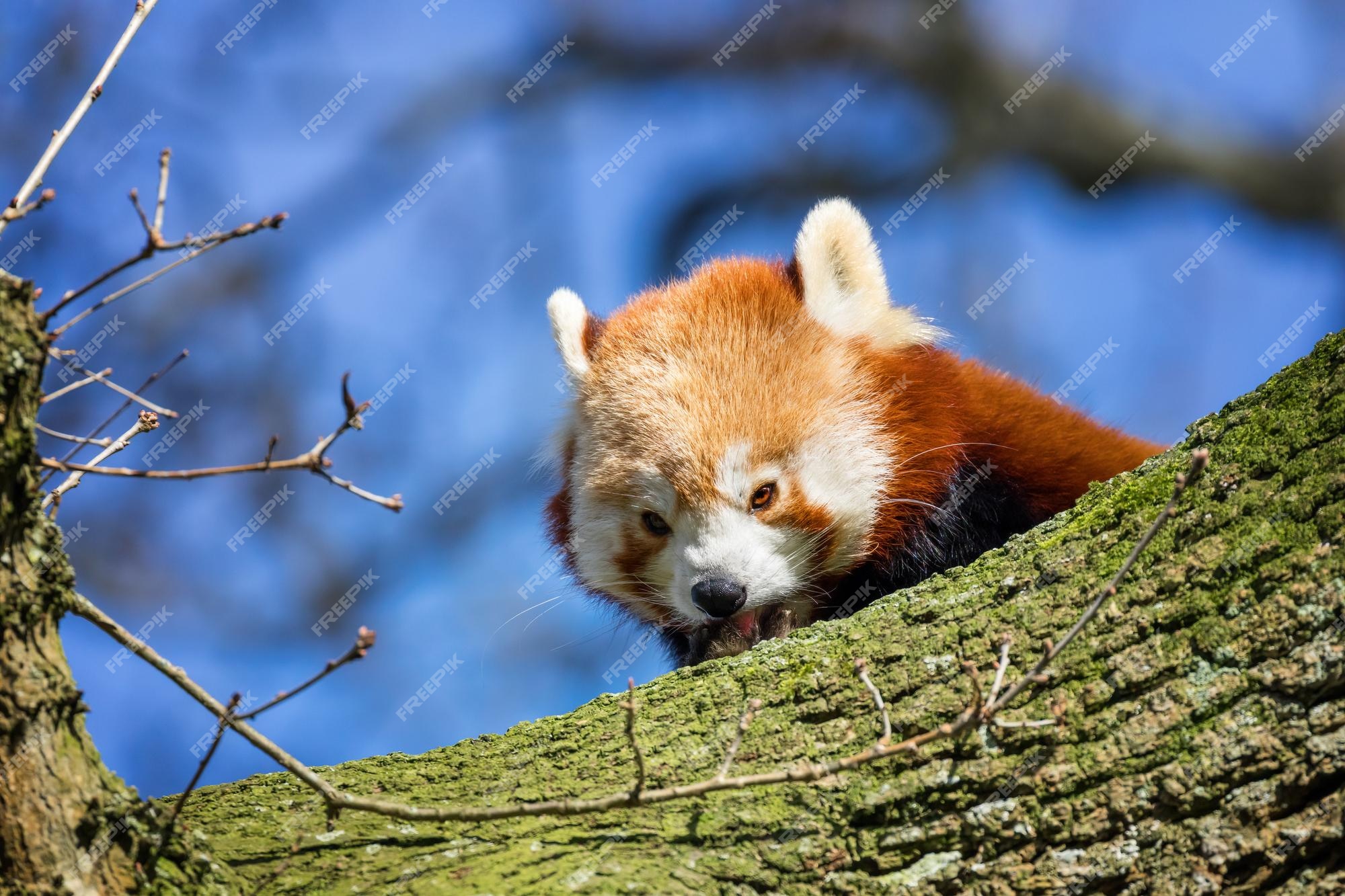 Conheça os pandas-vermelhos, seu amor pelas árvores altas e outras  curiosidades