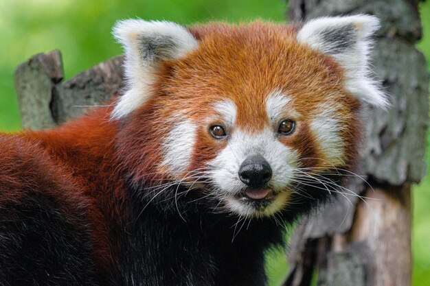 Foto panda vermelho olhando para a câmera retrato de um panda vermelho ailurus fulgens