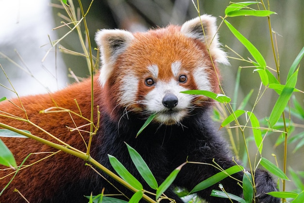 Foto panda vermelho olhando para a câmera retrato de um panda vermelho ailurus fulgens