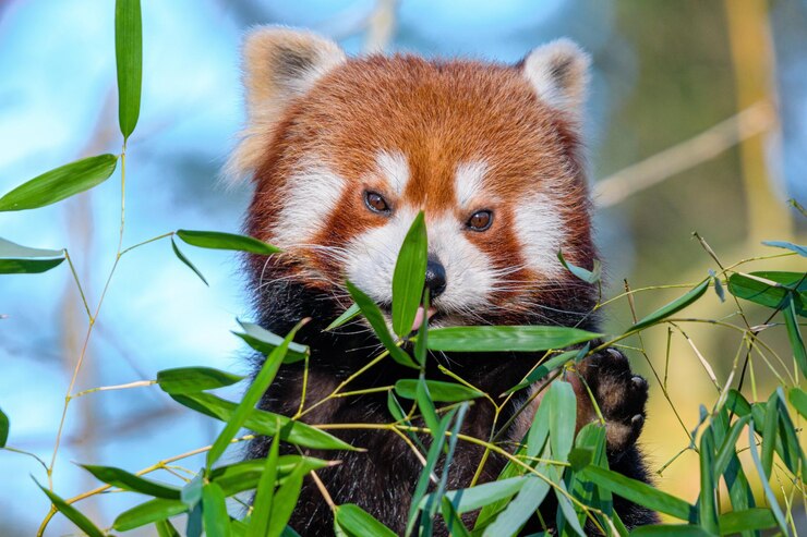Foto panda vermelho olhando para a câmera retrato de um panda vermelho ailurus fulgens