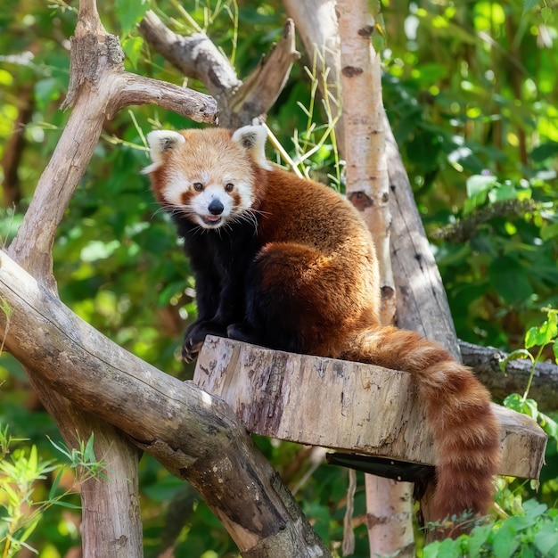 Panda vermelho sentado em uma árvore