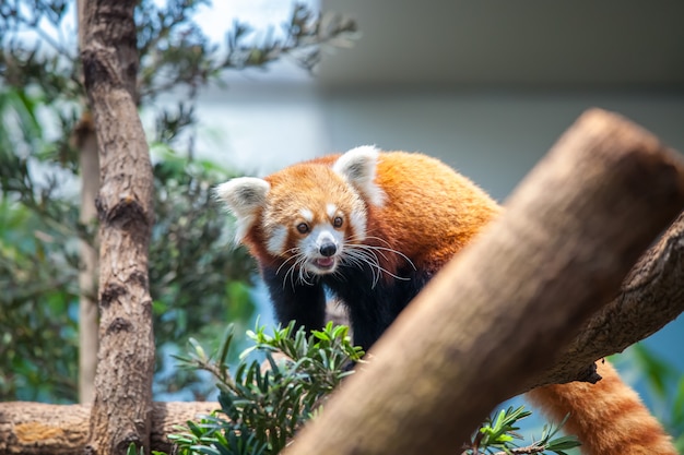 Panda vermelho