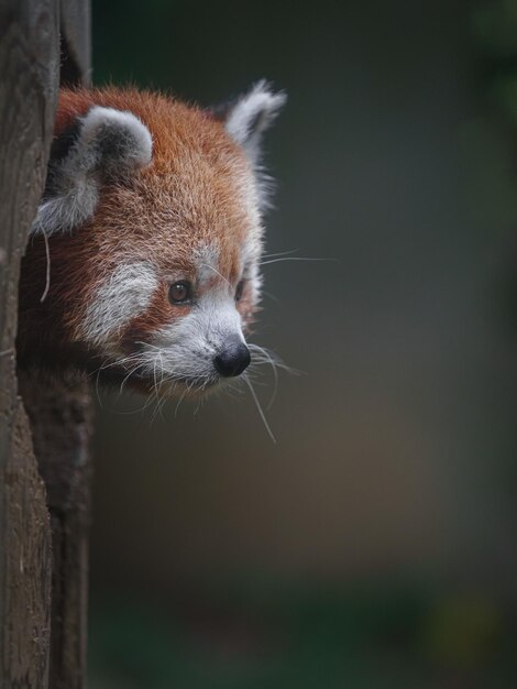 panda vermelho