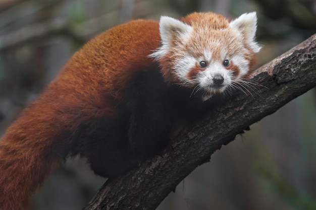 panda vermelho