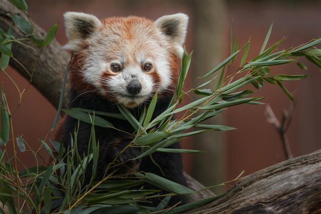 panda vermelho