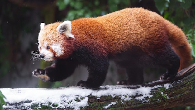 panda vermelho