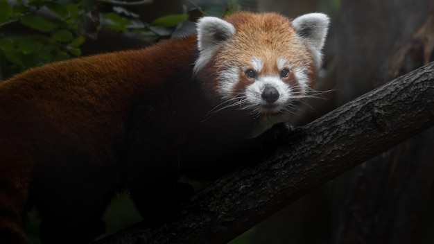 Panda vermelho