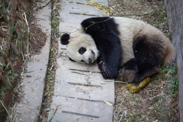 Foto el panda yace en el zoológico.