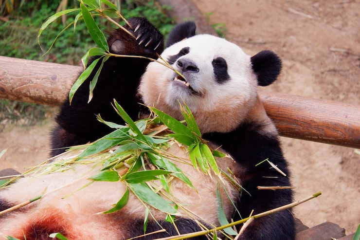 Foto panda en el zoológico comiendo eucalipto