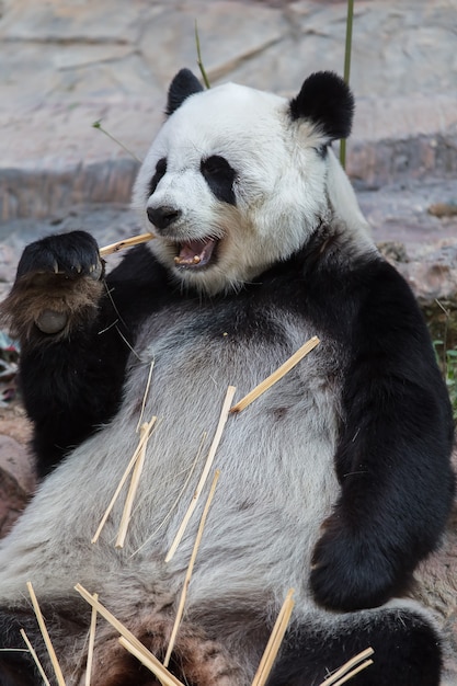 Pandabär, der Bambus isst