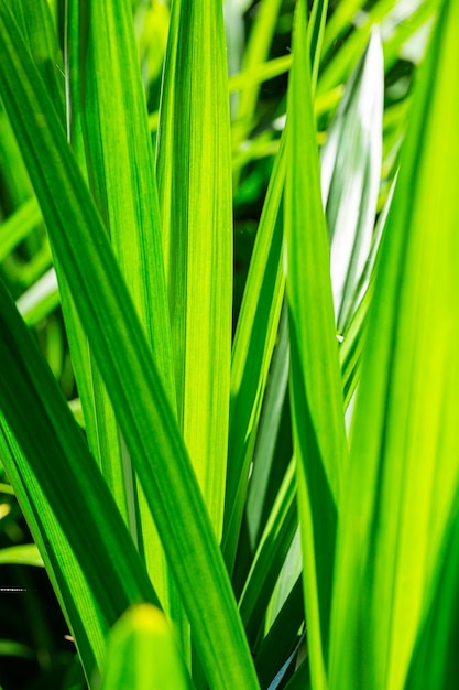 Pandanblatt-Makrohintergrund, frische grüne Blätter tropischer Pandanblatt-Texturhintergrund.