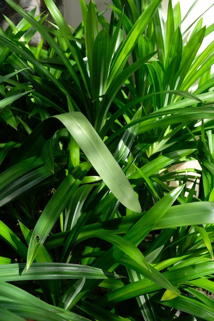 Pandanus amaryllifolius é uma planta tropical do gênero Pandanus. pandan. folha aromática.