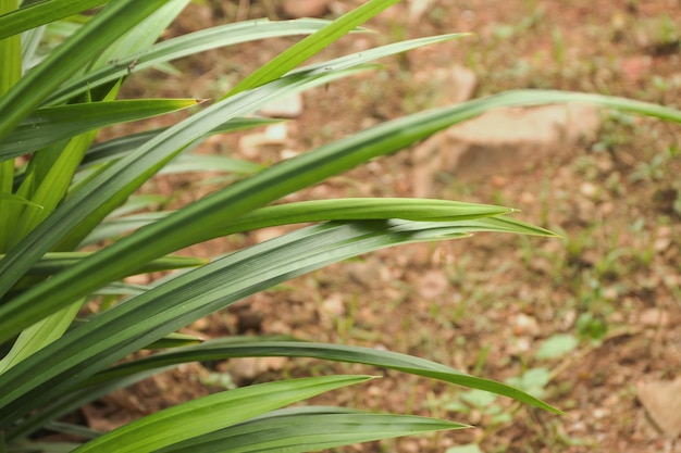 Pandanus amaryllifolius Frisches Grün im Garten