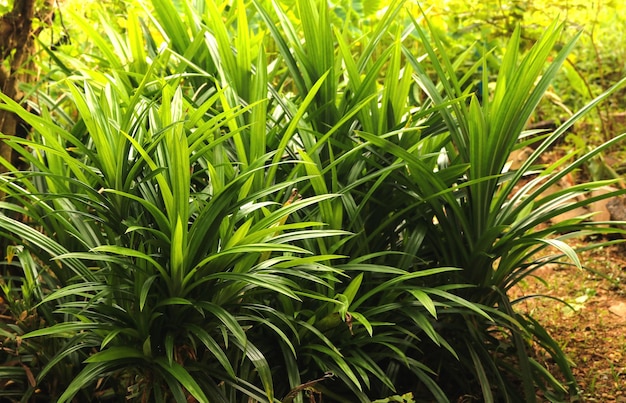 Pandanus amaryllifolius Verde fresco no jardim