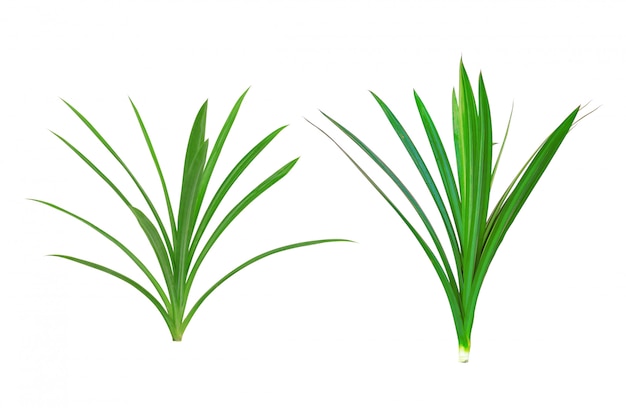 Pandanus Palm, Fragante Pandan, Pandom wangi