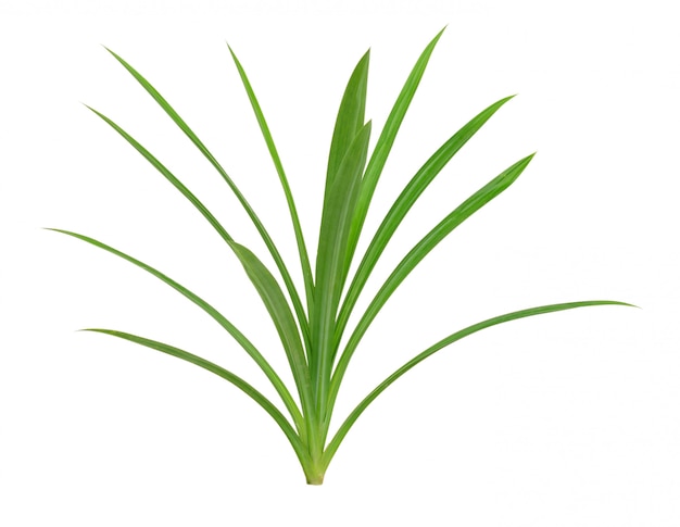 Pandanus Palm, Fragante Pandan, Pandom wangi