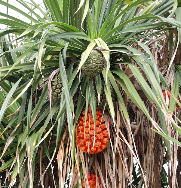 Pandanus tectorius fruit