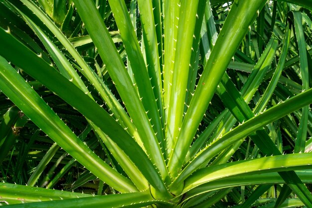 Foto pandanus tectorius pandanus odoratissimus árvore com luz solar natural pela manhã uso herbal para diurético e aliviar a febre