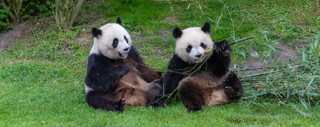 Foto pandas gigantes, pandas osos