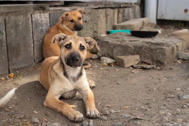 Una pandilla de perros callejeros. Problema de animales sin hogar.