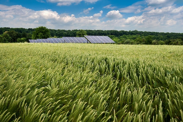 Paneles solares y campo de trigo dorado en oreja madura de verano antes de la cosecha