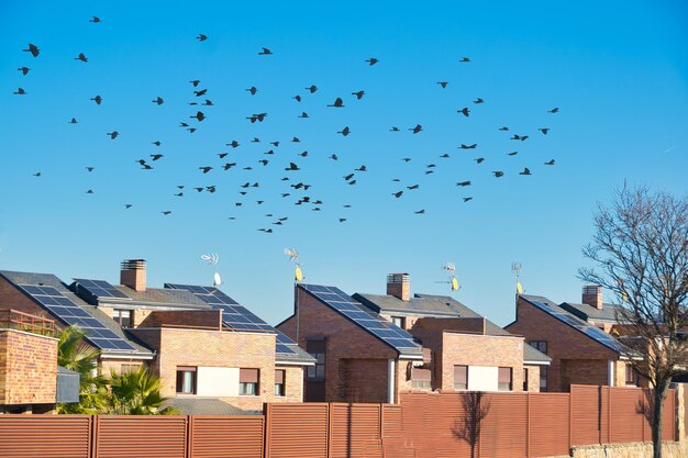 Paneles solares en el techo de algunas casas residenciales con una bandada de pájaros en vuelo.